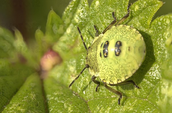 Green shield bug