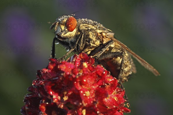 Blowfly