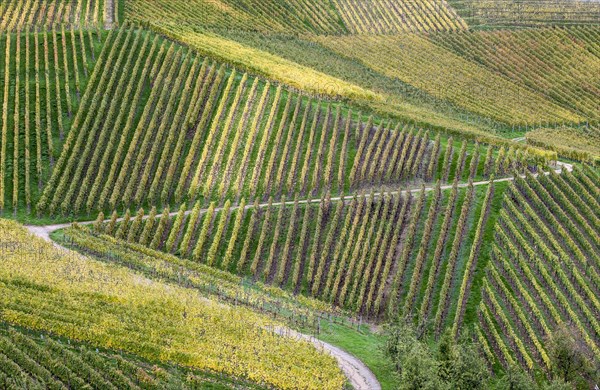 Vineyards in autumn