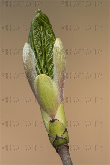 Bud produces leaf