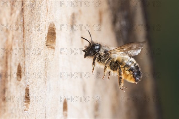 Hornfaced bee