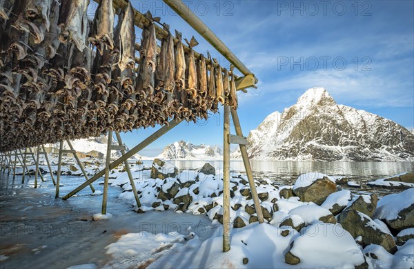 Stockfish on wooden frame