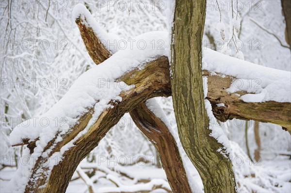 Snow on old trees in the jungle Baumweg