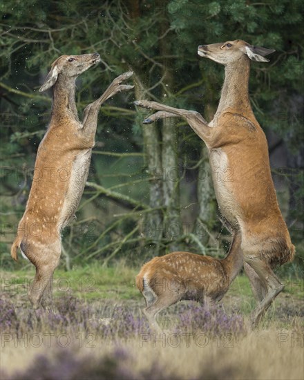 Alt animals in dispute of the red deer