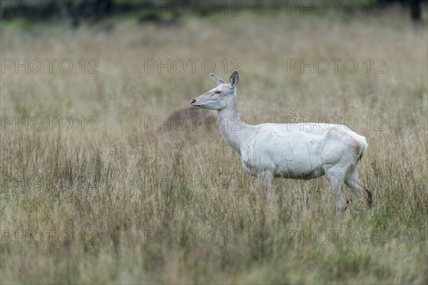 White shellfish of the red deer