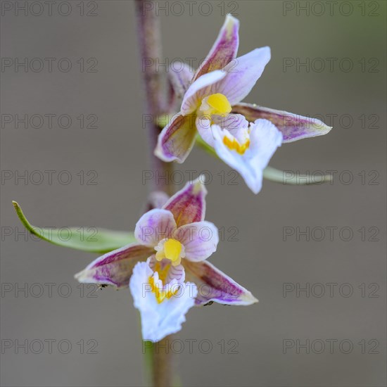 Marsh Helleborine