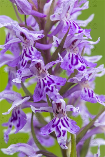 Southern marsh orchid