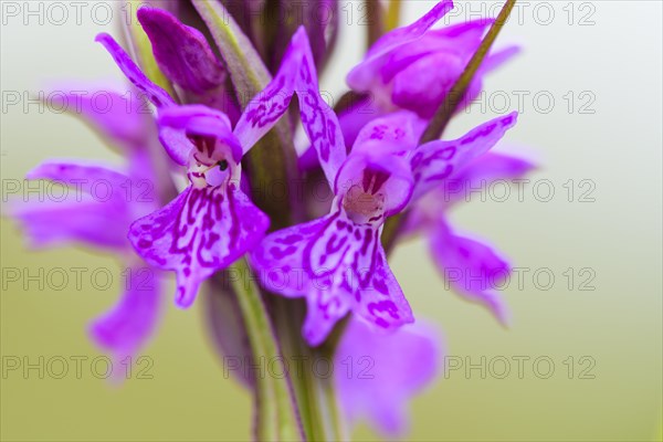 Southern marsh orchid