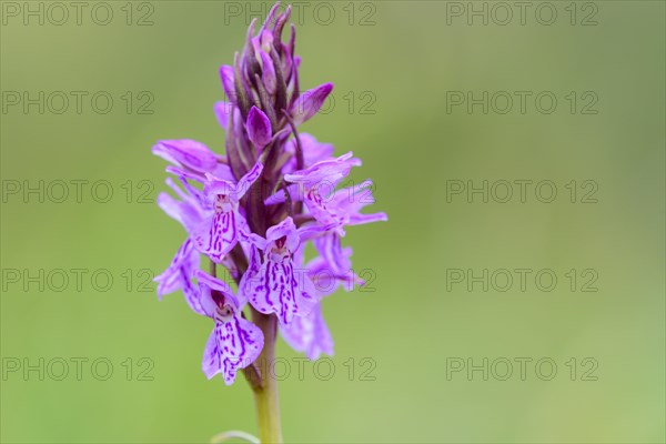 Southern marsh orchid