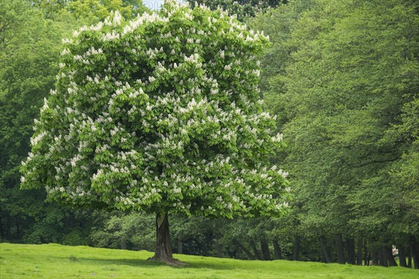 Flowering chestnut in the castle park in Putbus