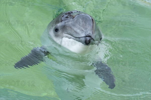 Portrait of a Porpoise