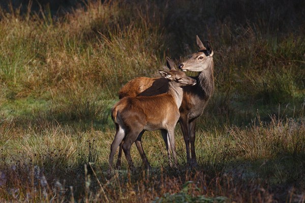 Red deer-cow