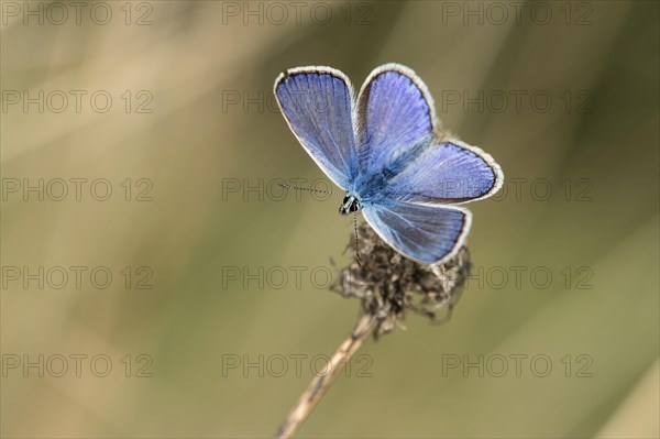 Hauhechel-Gossamer winged butterfly