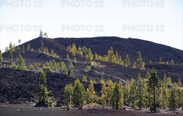 Canary Island pines