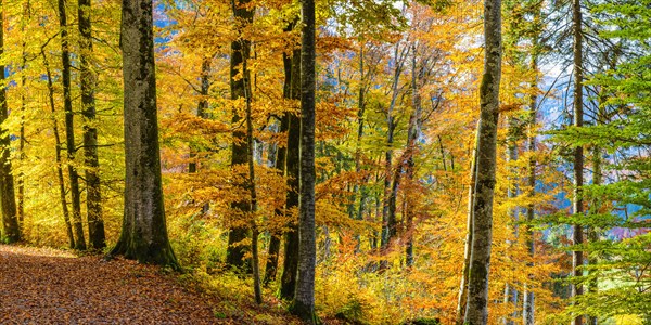 Mountain forest in Trettachtal