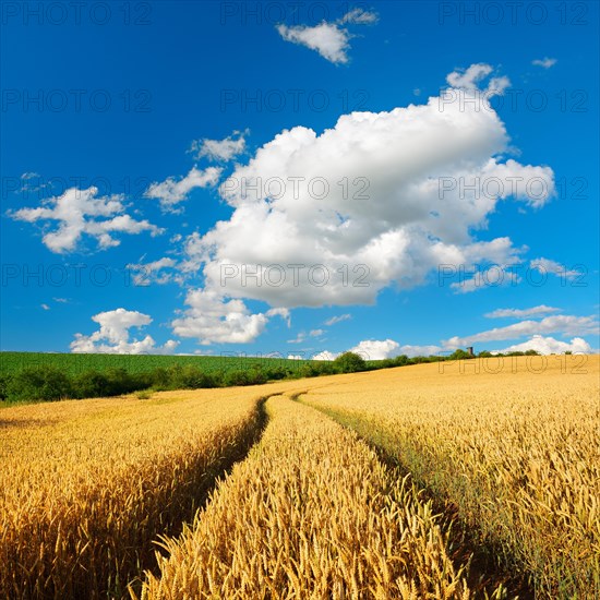 Cultural landscape in summer