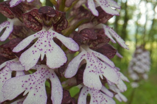 Northern marsh-orchid