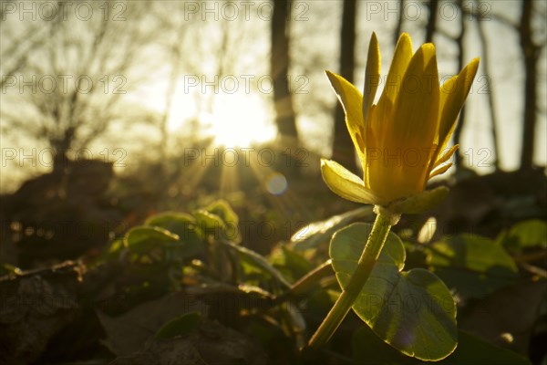 Lesser celandine