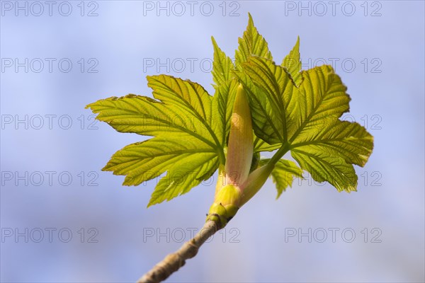 Bud produces leaf