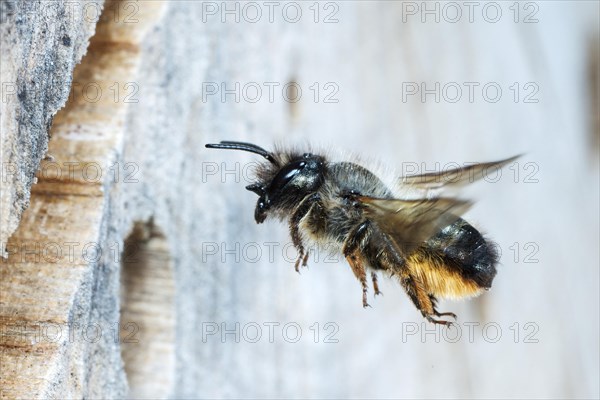 Hornfaced bee