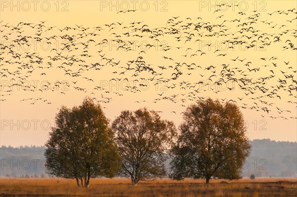 Pulling Greylag goose