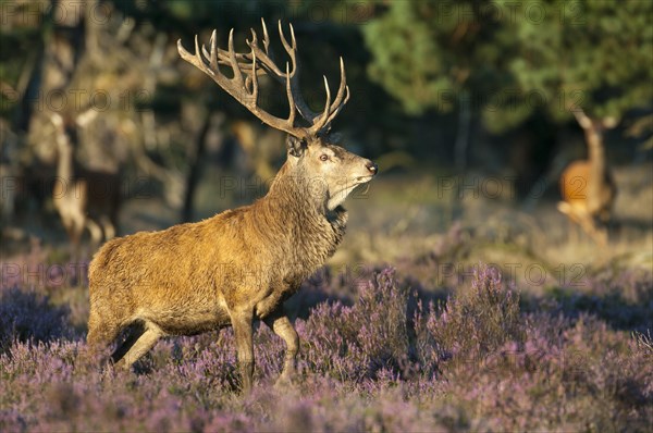 Strong red deer