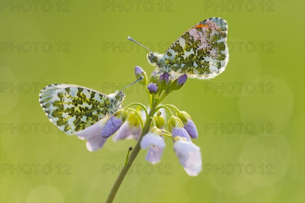 Orange tip