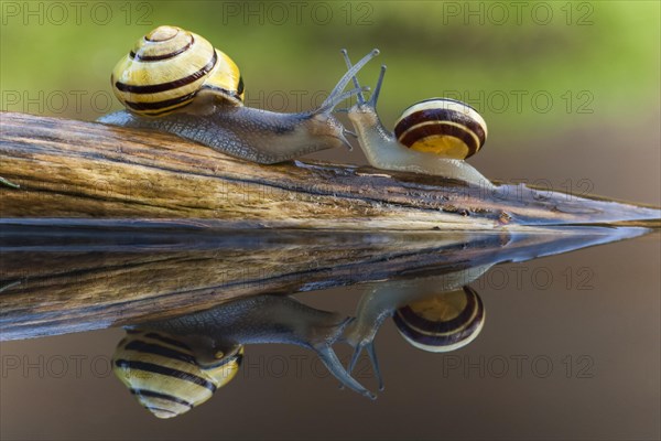 Small and large Grove snail