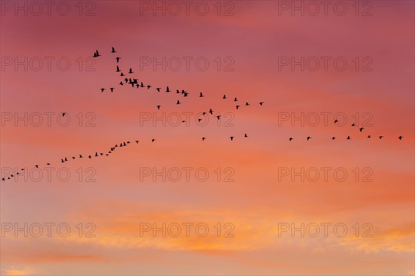 Pulling Greylag goose