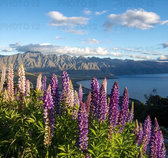 Purple Large-leaved lupins