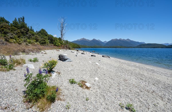 Beach at the lake