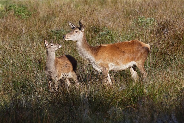 Red deer-cow