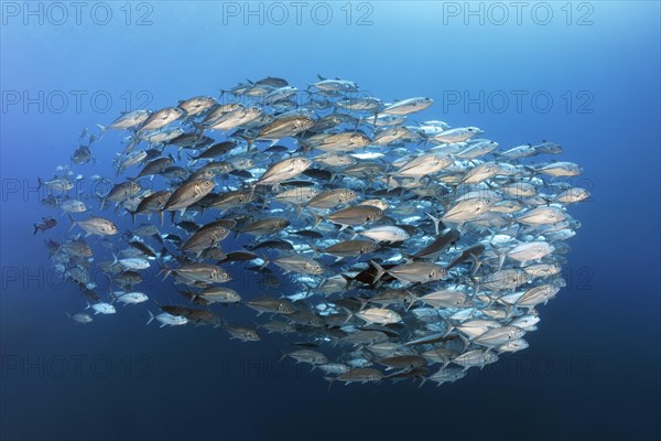 Swarm of spiny mackerel