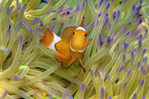 Fake Clownfish