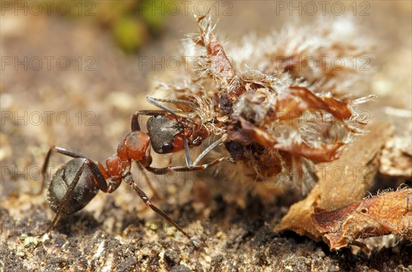 Red Wood Ant