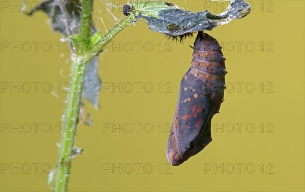 Painted lady