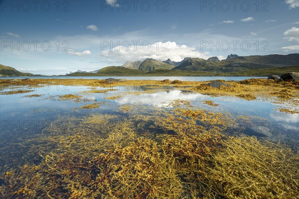 Yellow seaweed