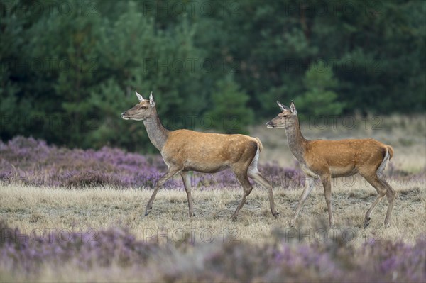 Two narrowtire of the red deer