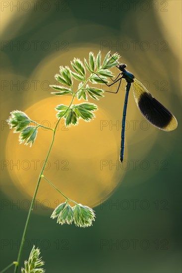 Banded demoiselle