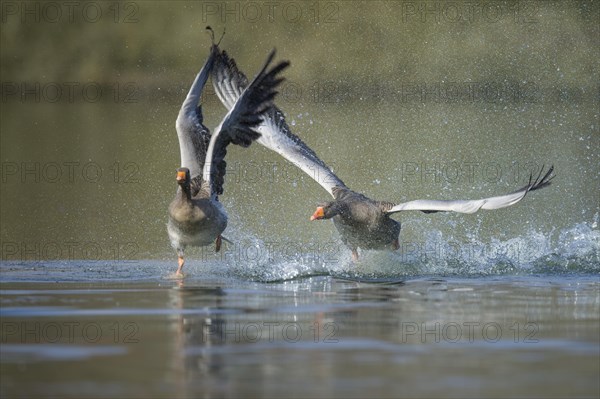 Two Greylag goose