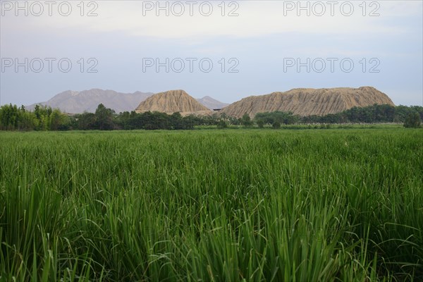 Sugar cane field in front of Huaca Rajada