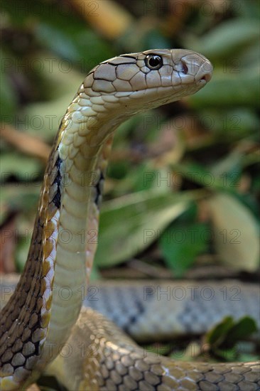 King Cobra