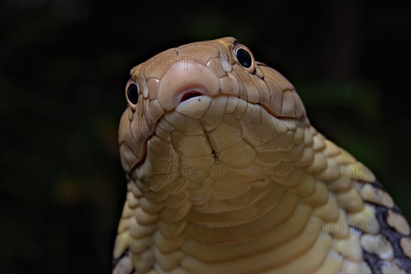 King Cobra