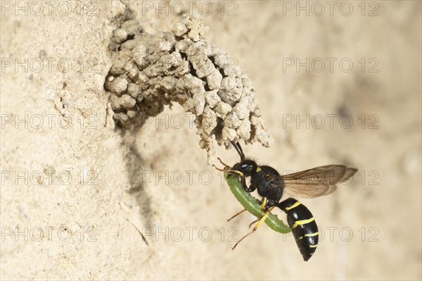 Chimney wasp approaching the cave with weevil larva