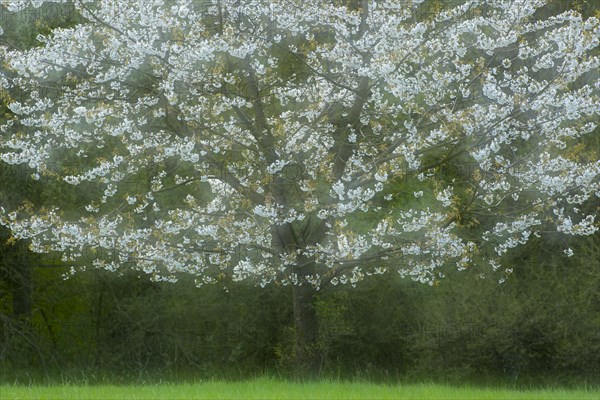 Flowering cherry tree