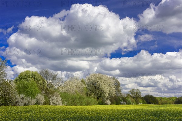 Flowering fruit trees in the rape field