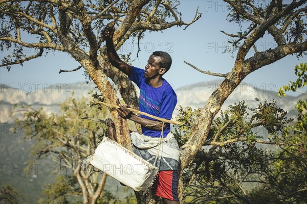 Incense farmer Mohammed harvesting incense