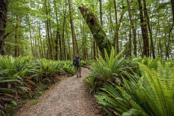 Hiker on trail through forest with ferns