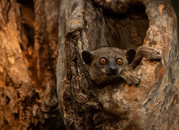 Weaselmaki in the tree hole in Kirindy Forest