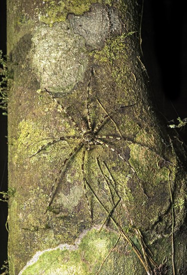 Huntsman spider